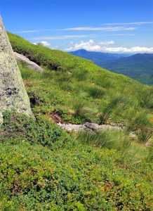 algonquin mountain flora